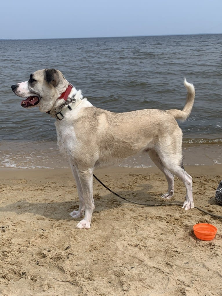 Cato, a Great Pyrenees and American Pit Bull Terrier mix tested with EmbarkVet.com