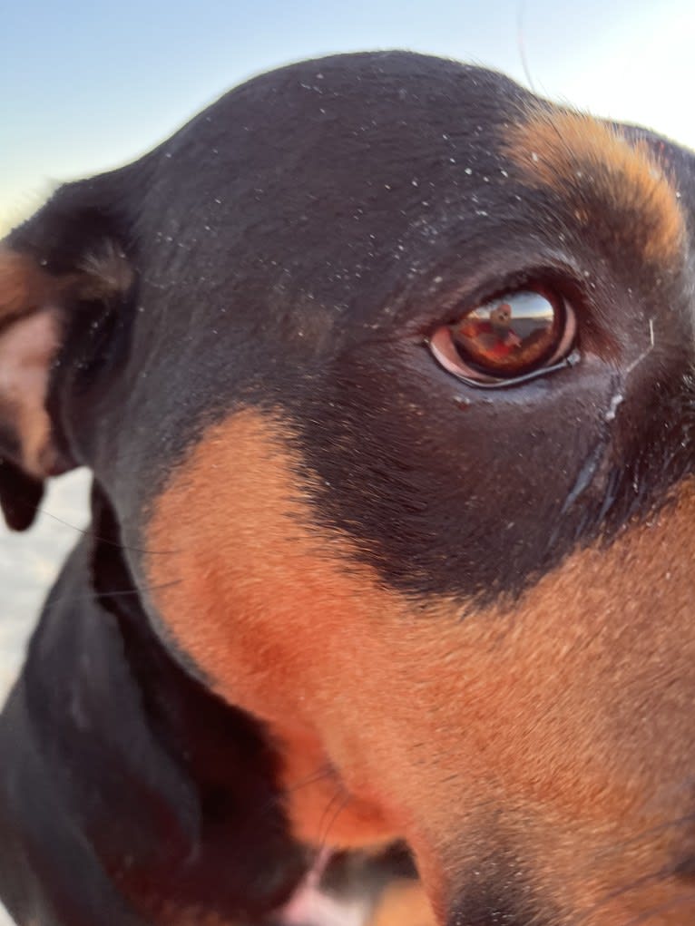 Abi, a Rottweiler and Boxer mix tested with EmbarkVet.com