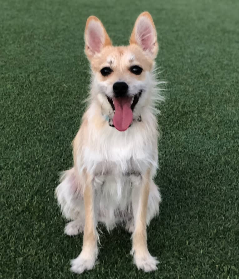 Bruno, a Pomeranian and Miniature Schnauzer mix tested with EmbarkVet.com