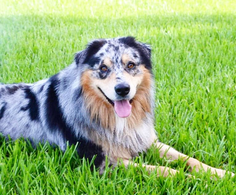 Dodge, an Australian Shepherd tested with EmbarkVet.com