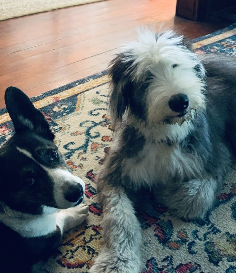 Fred, an Old English Sheepdog and Siberian Husky mix tested with EmbarkVet.com