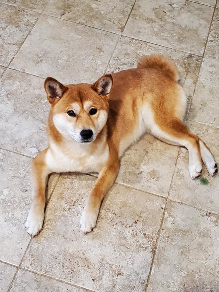 Noko, a Shiba Inu tested with EmbarkVet.com