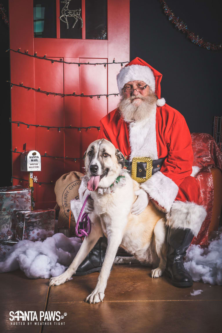 Winnie, an Anatolian Shepherd Dog and Great Pyrenees mix tested with EmbarkVet.com