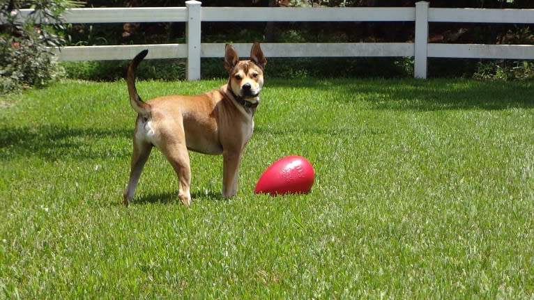 Walnut, a Bulldog and Boxer mix tested with EmbarkVet.com