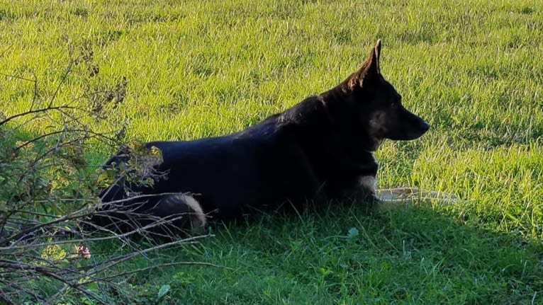 Ilsa, a German Shepherd Dog and Siberian Husky mix tested with EmbarkVet.com