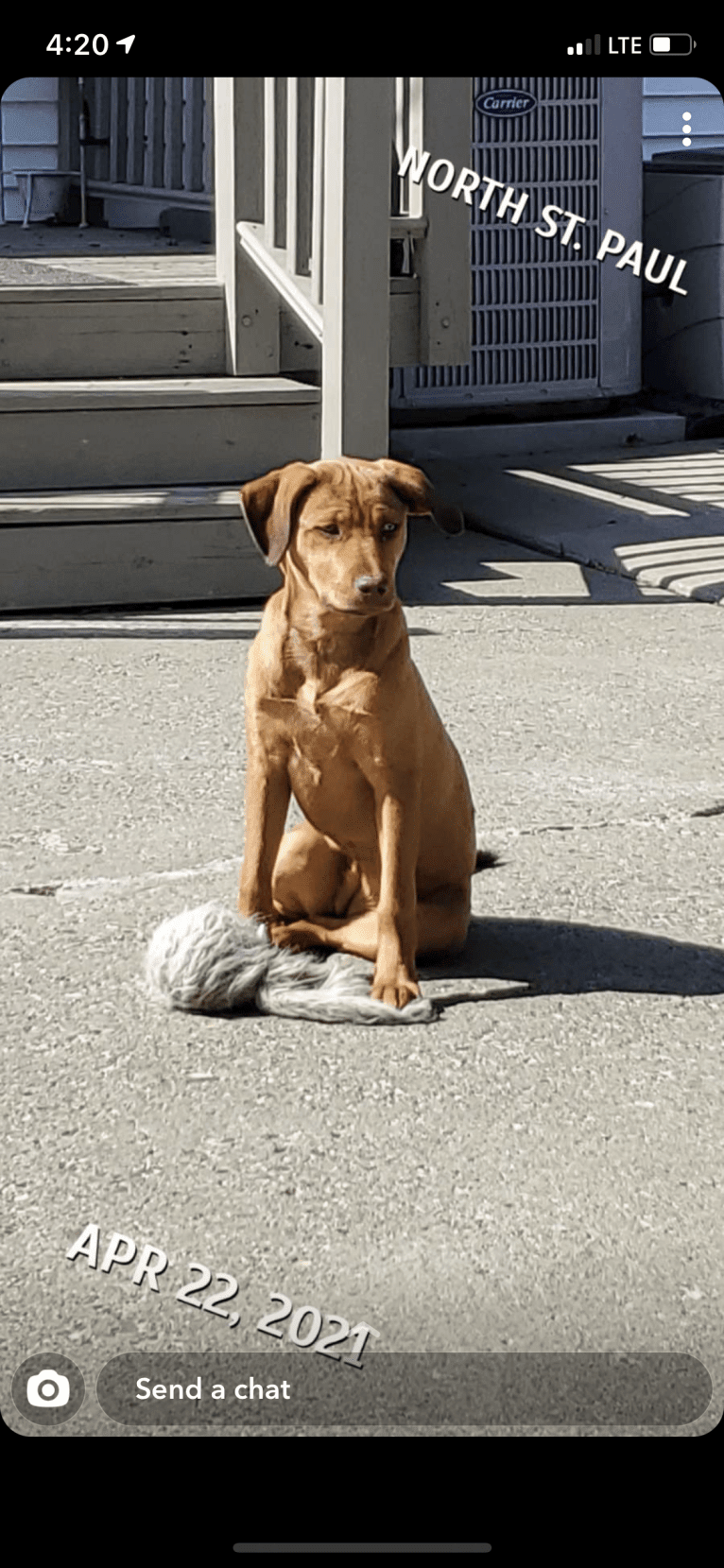 Ginger, a Great Pyrenees and American Pit Bull Terrier mix tested with EmbarkVet.com