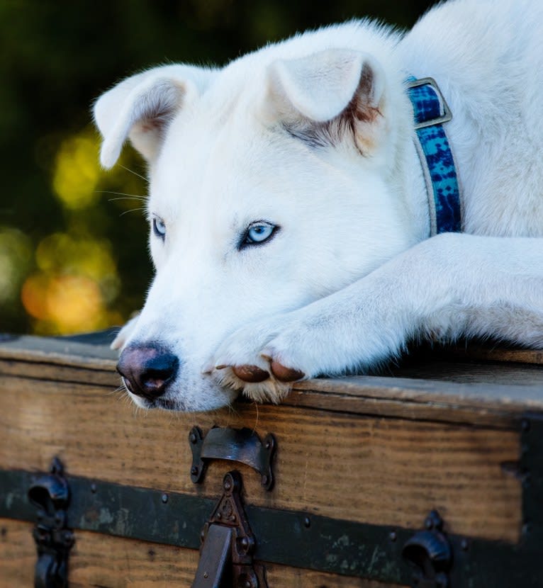 Dash, a Gerberian Shepsky (12.7% unresolved) tested with EmbarkVet.com