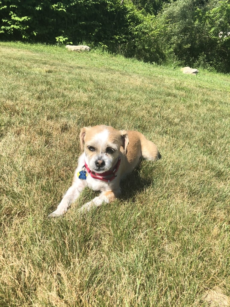 Bernie, a Chihuahua and Shih Tzu mix tested with EmbarkVet.com