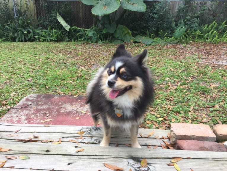 Miles, a Pomsky tested with EmbarkVet.com