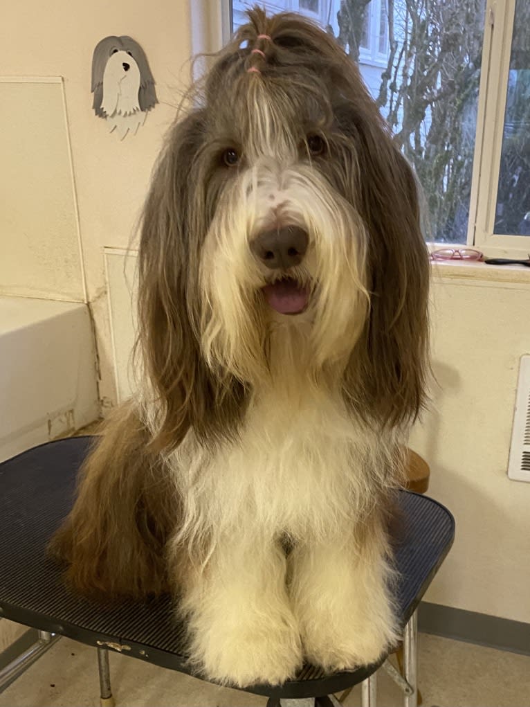 Yogi, a Bearded Collie tested with EmbarkVet.com