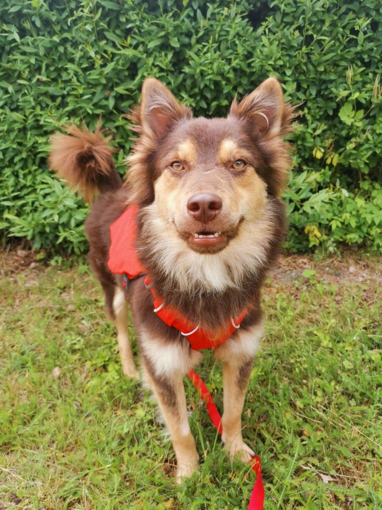 Mir, a Central Asian Village Dog tested with EmbarkVet.com