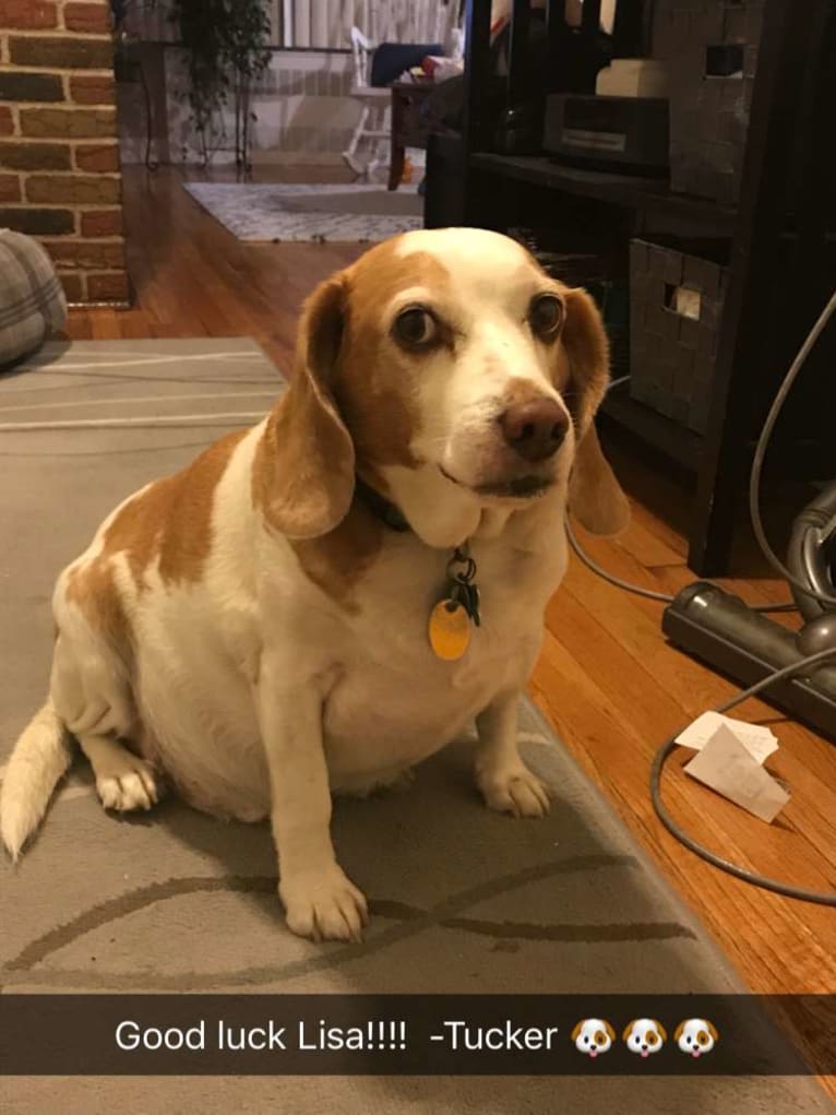 Tucker, a Beagle tested with EmbarkVet.com