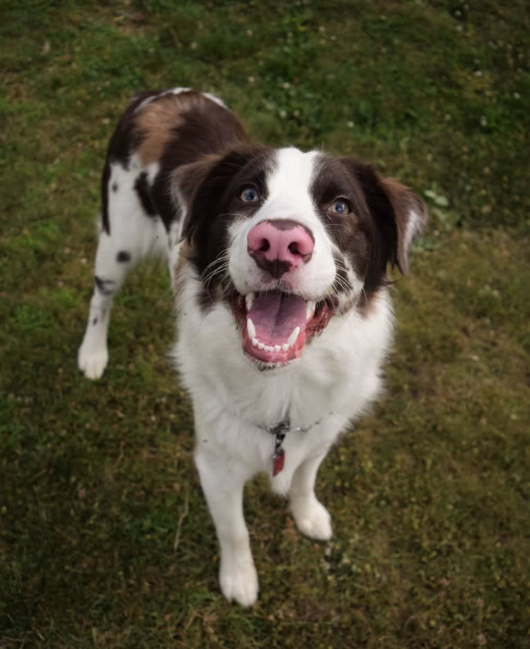 Tate, an Australian Shepherd tested with EmbarkVet.com