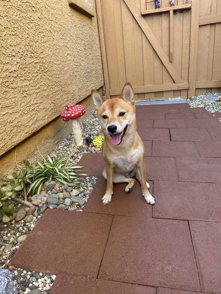 Kyoto, a Shiba Inu tested with EmbarkVet.com