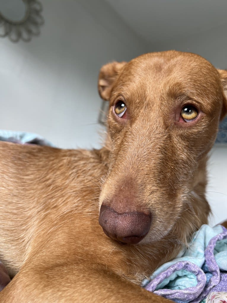 Red, an American Village Dog tested with EmbarkVet.com