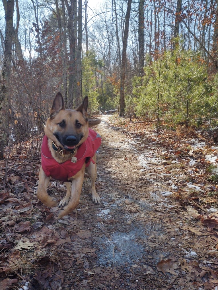 Everhett, a German Shepherd Dog and Australian Cattle Dog mix tested with EmbarkVet.com