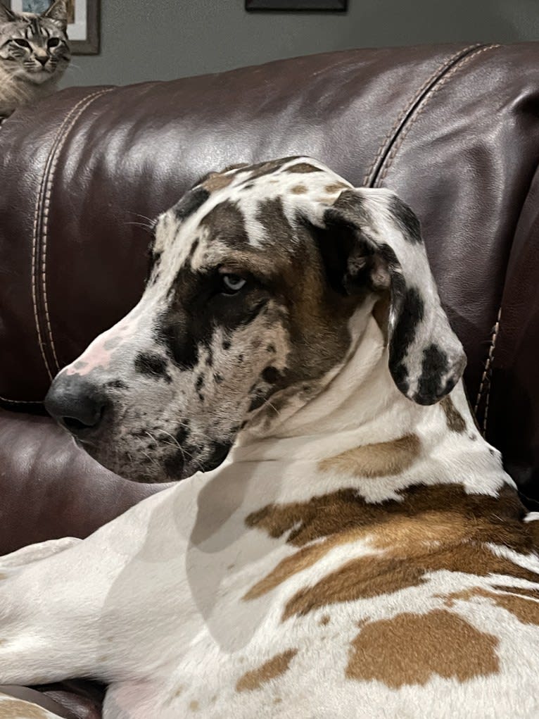 Cooper, a Great Dane tested with EmbarkVet.com