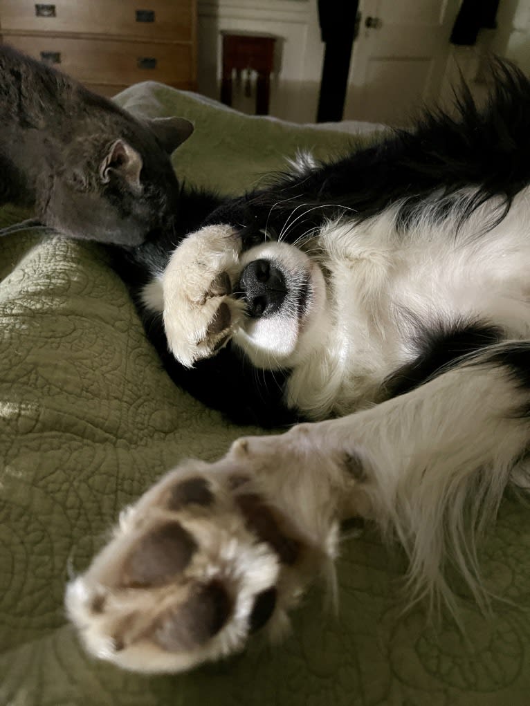 Angel, a Border Collie tested with EmbarkVet.com