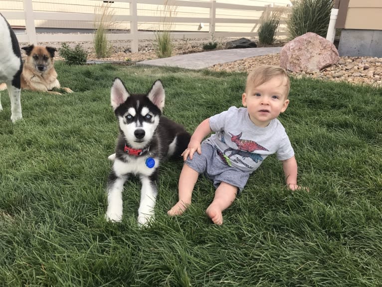 Drake Flynn, a Siberian Husky tested with EmbarkVet.com