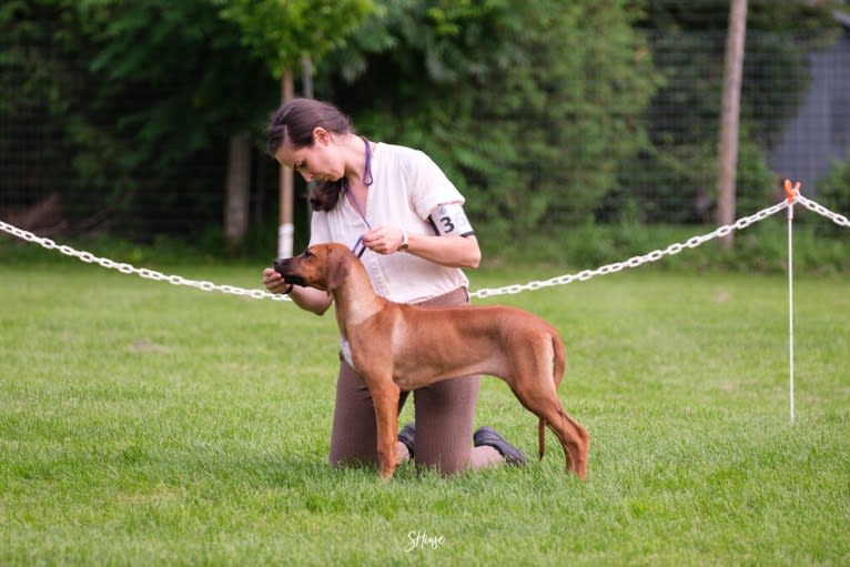 Vita, a Rhodesian Ridgeback tested with EmbarkVet.com