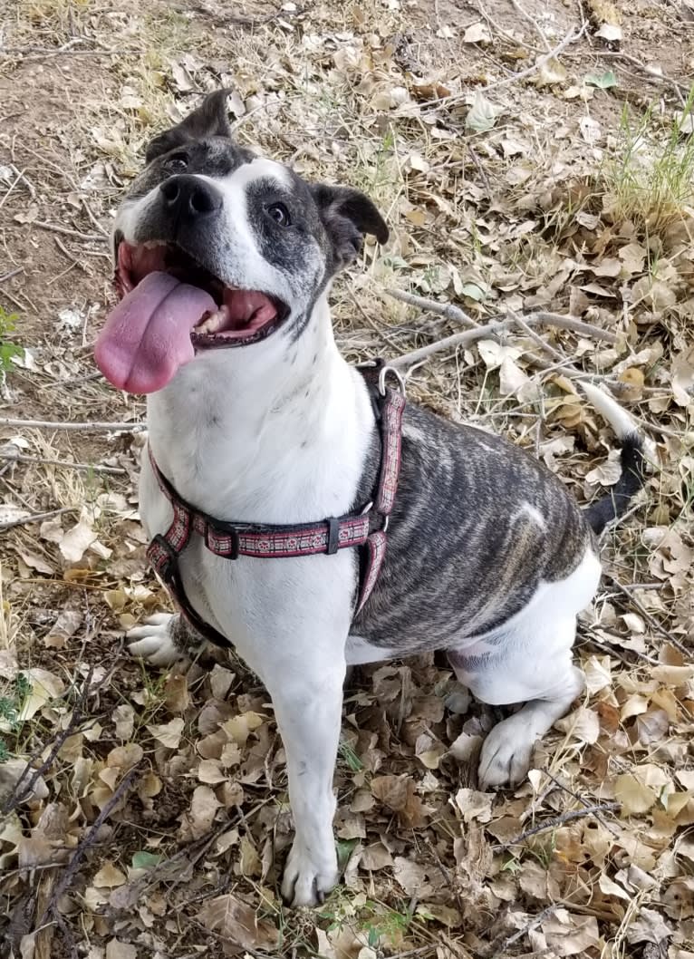 Makala, an American Pit Bull Terrier and Chow Chow mix tested with EmbarkVet.com