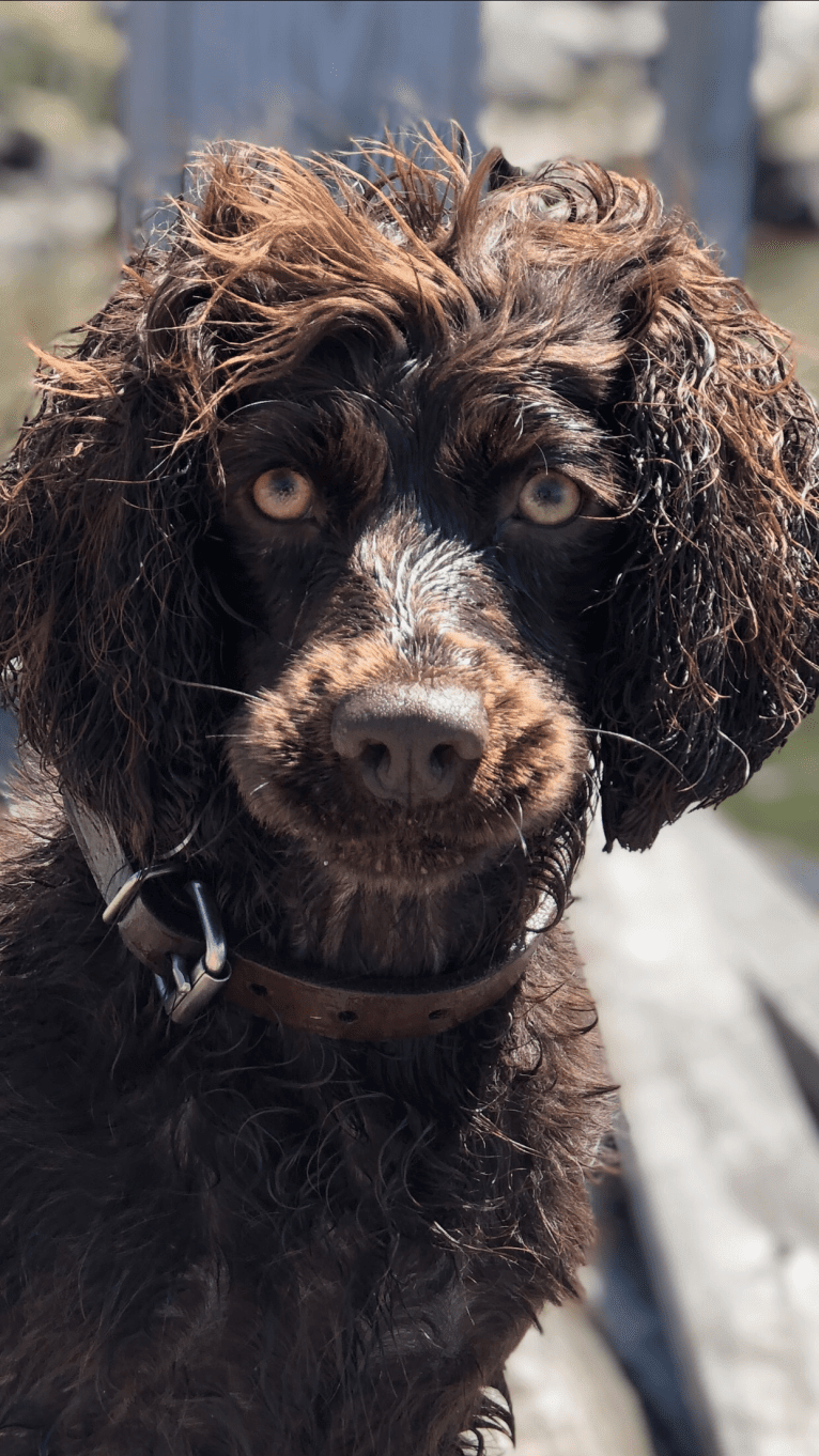 Binky, a Boykin Spaniel tested with EmbarkVet.com