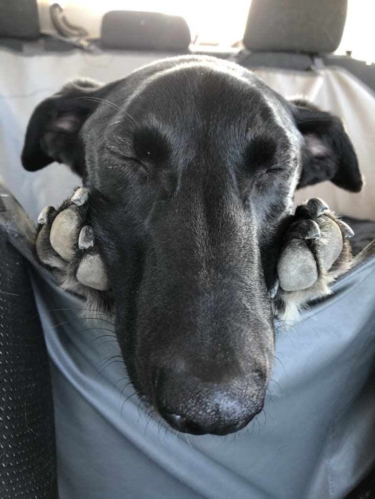 Spud, an Alaskan-type Husky and German Shorthaired Pointer mix tested with EmbarkVet.com