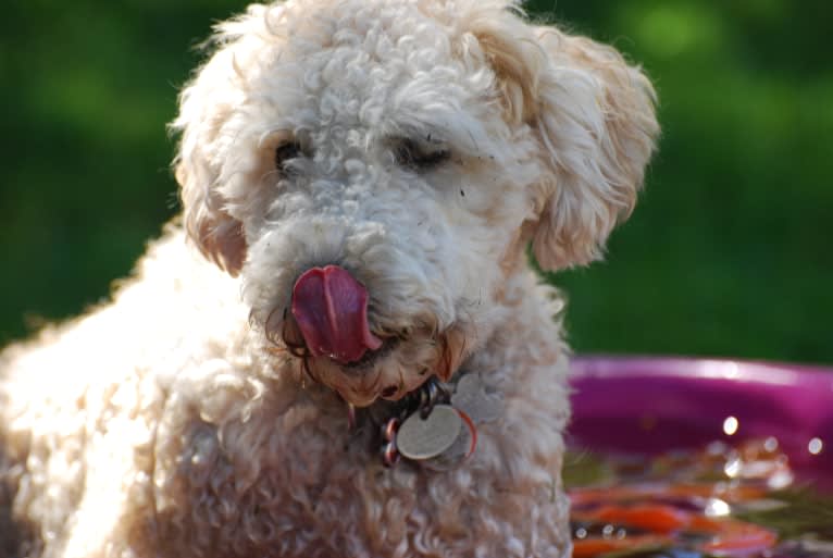 Fig, a Soft Coated Wheaten Terrier and Miniature Schnauzer mix tested with EmbarkVet.com