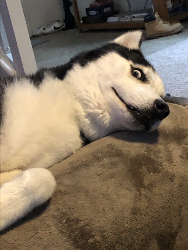 Indigo, a Siberian Husky and Alaskan Malamute mix tested with EmbarkVet.com