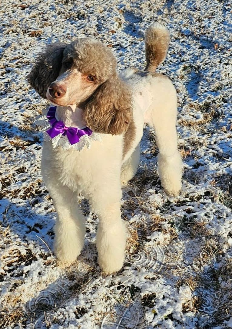 Beretta Briar, a Poodle (Standard) tested with EmbarkVet.com