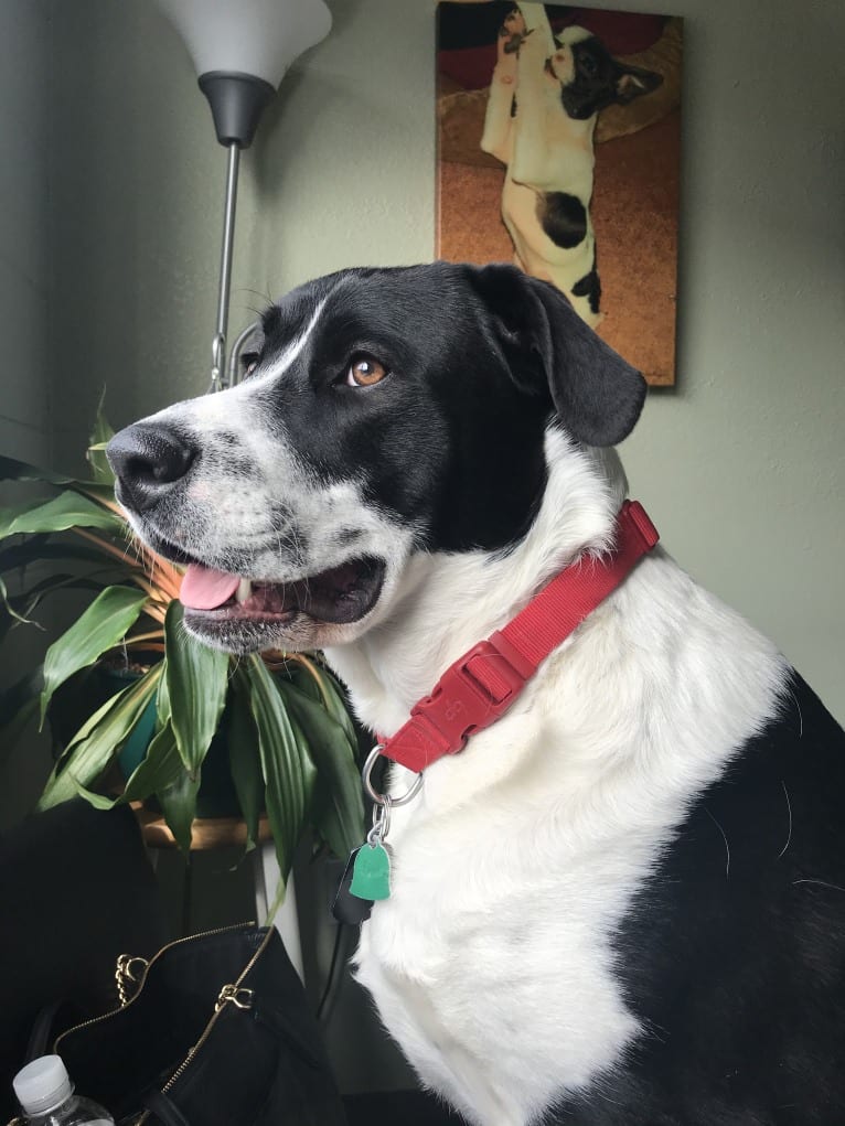 Theodore Ellington, an American Pit Bull Terrier and Siberian Husky mix tested with EmbarkVet.com