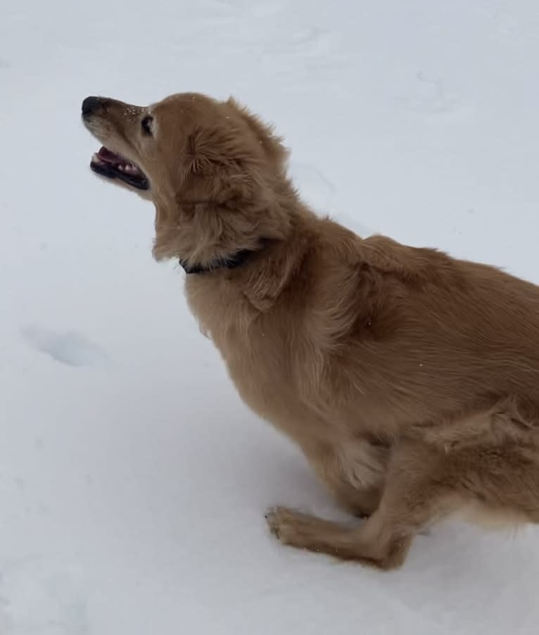 Timber “Gross Manor’s I’ll Be The One You Won’t Forget”, a Golden Retriever tested with EmbarkVet.com