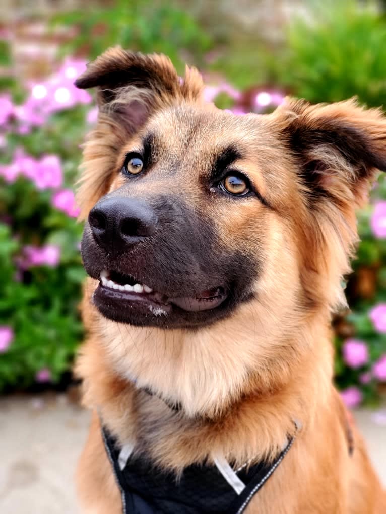 Twix, a German Shepherd Dog and Chow Chow mix tested with EmbarkVet.com