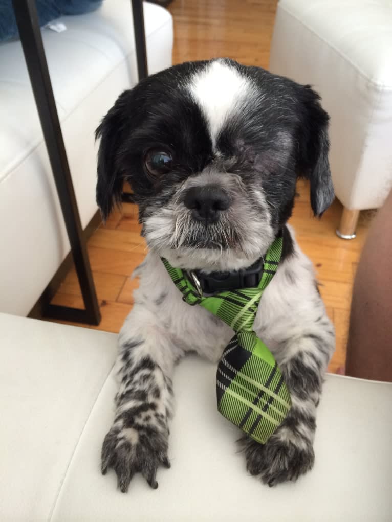 Merf Dinosaurpizza, a Shih Tzu tested with EmbarkVet.com