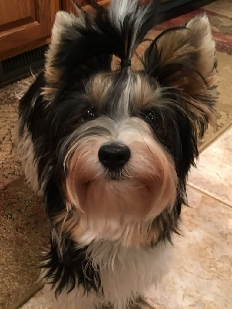 Bella, a Biewer Terrier tested with EmbarkVet.com