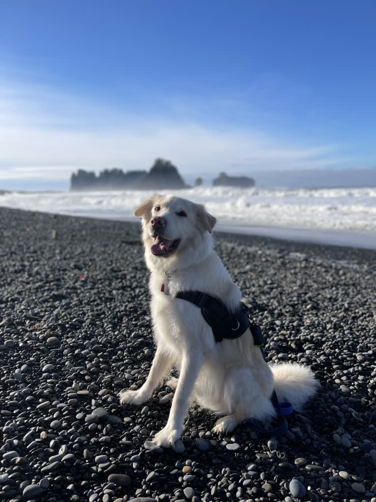 Koa, a Siberian Husky and Golden Retriever mix tested with EmbarkVet.com