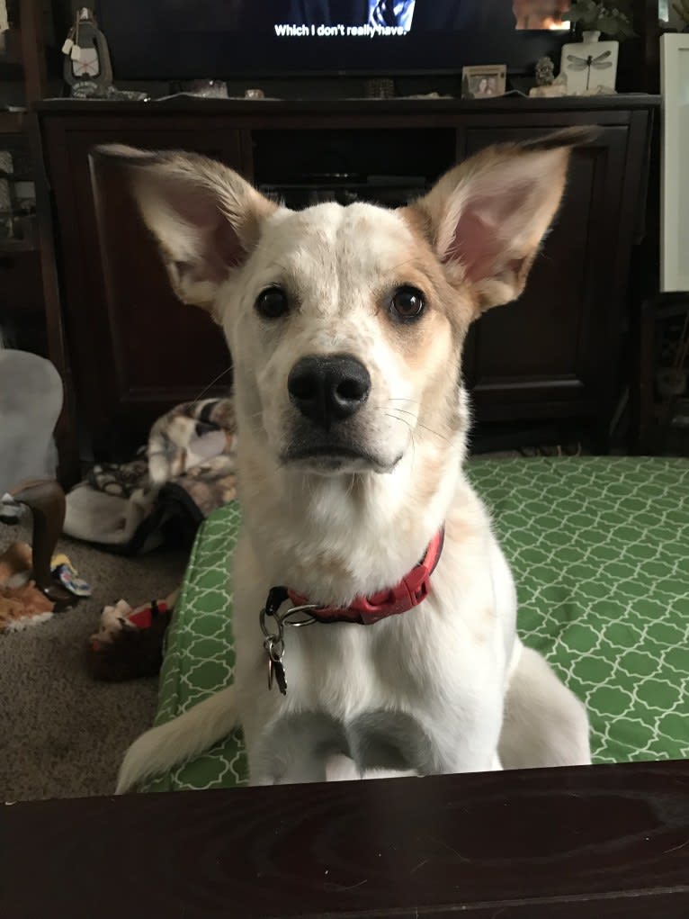 Millie, an Australian Cattle Dog and Great Pyrenees mix tested with EmbarkVet.com