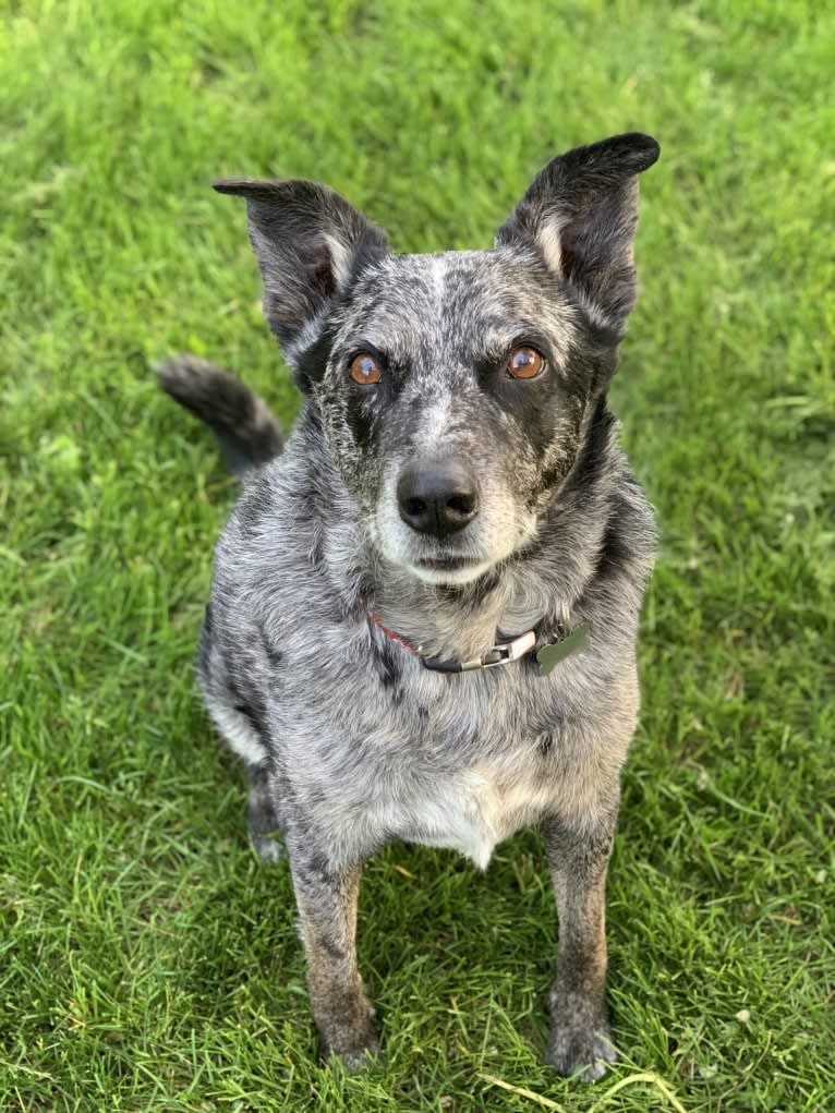 Coal, an Australian Cattle Dog and Border Collie mix tested with EmbarkVet.com
