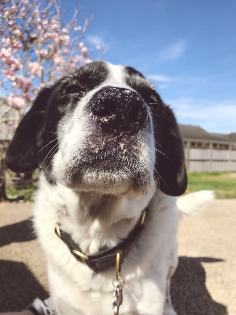 Sheba, a Labrador Retriever and Great Pyrenees mix tested with EmbarkVet.com