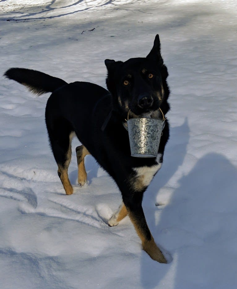 Josie, a Siberian Husky and German Shepherd Dog mix tested with EmbarkVet.com