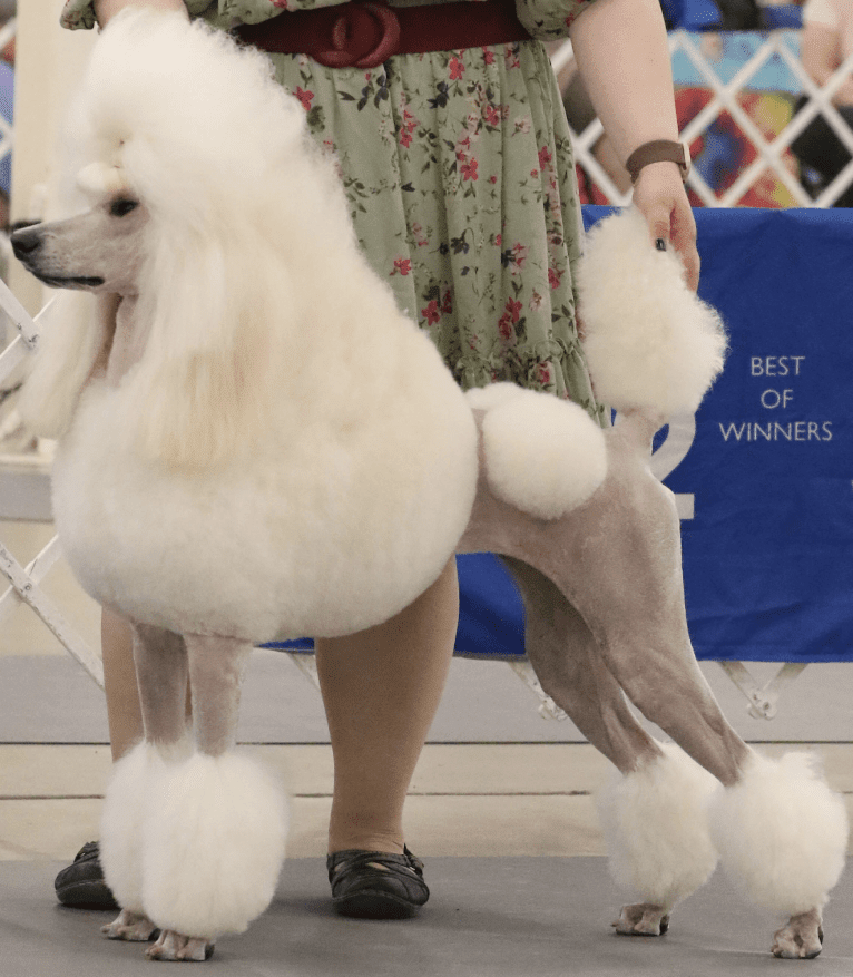 Mia, a Poodle (Standard) tested with EmbarkVet.com