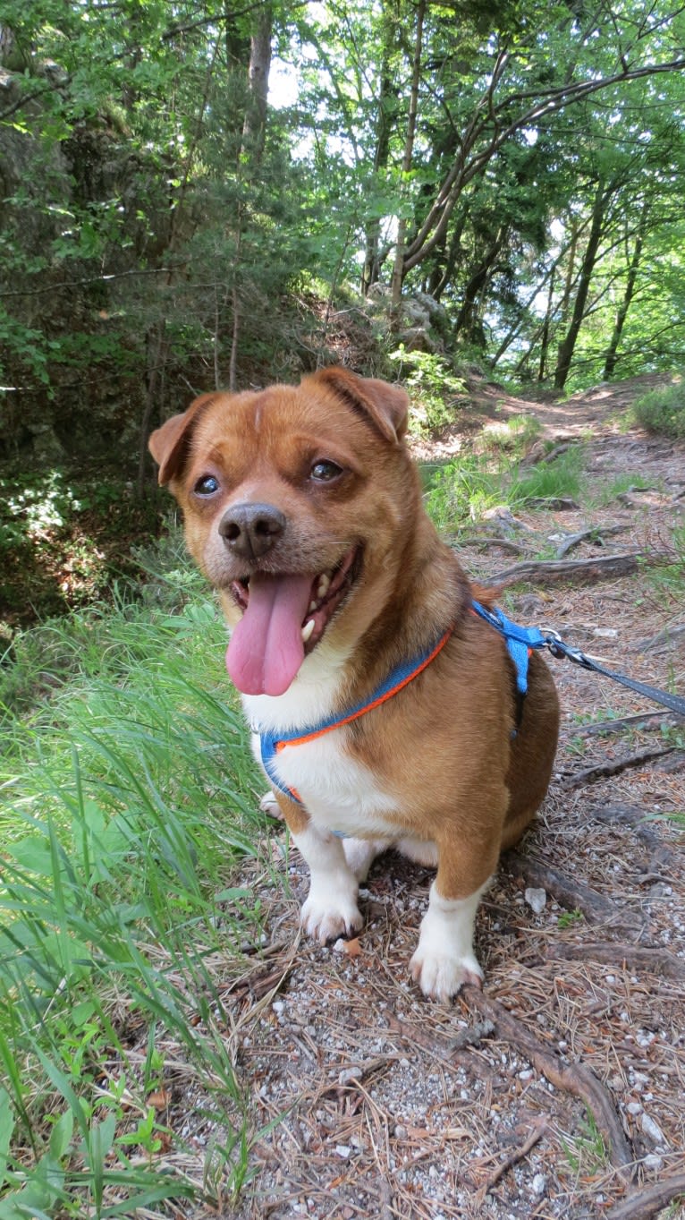 Bubi, a Pekingese and Russell-type Terrier mix tested with EmbarkVet.com