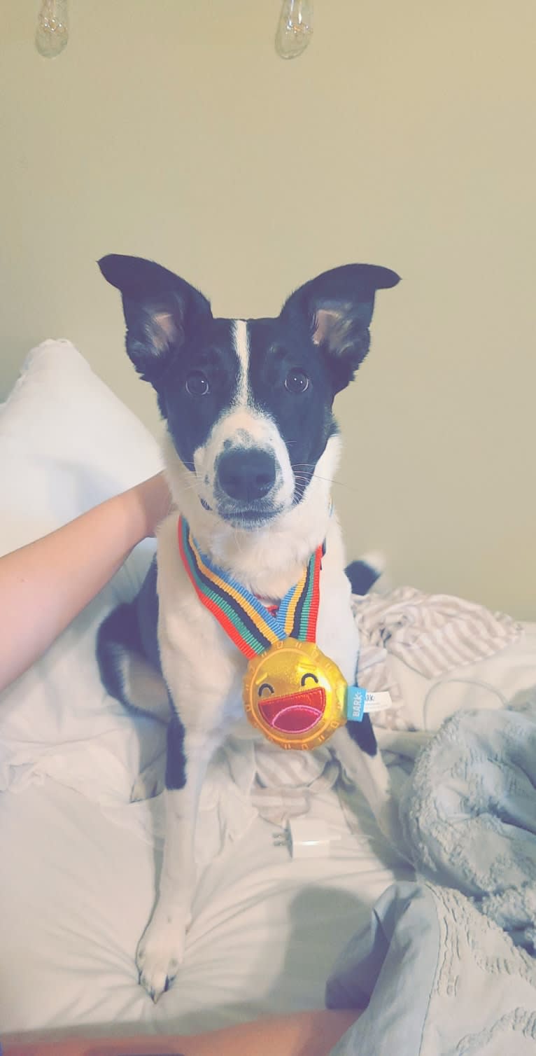 Ollie, a Collie and English Shepherd mix tested with EmbarkVet.com