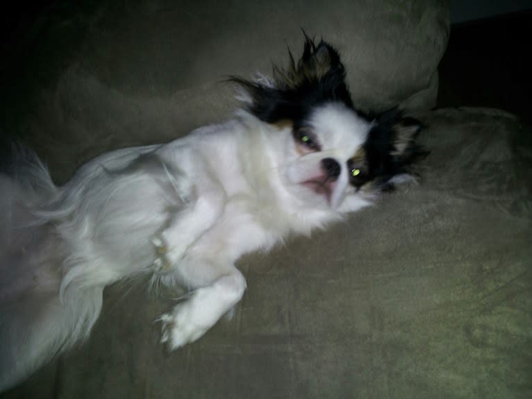 Cucumber, a Shih Tzu and Japanese Chin mix tested with EmbarkVet.com