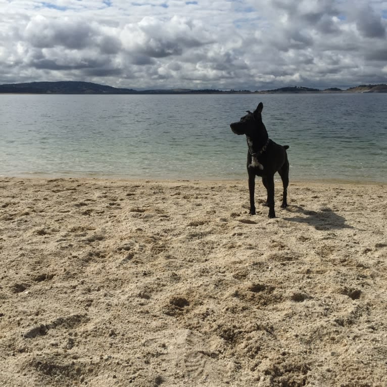 Scout, an American Pit Bull Terrier and Labrador Retriever mix tested with EmbarkVet.com