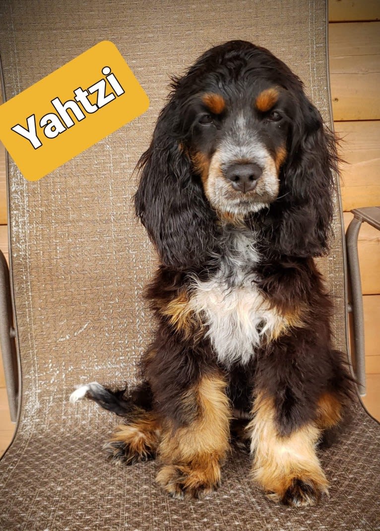 Photo of Yatzi, a Cockapoo  in Cañon City, Colorado, USA