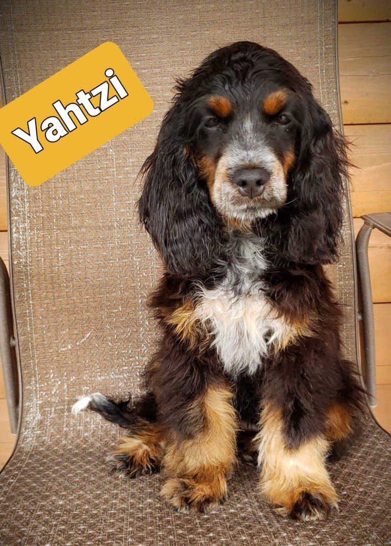 Yatzi, a Cockapoo tested with EmbarkVet.com