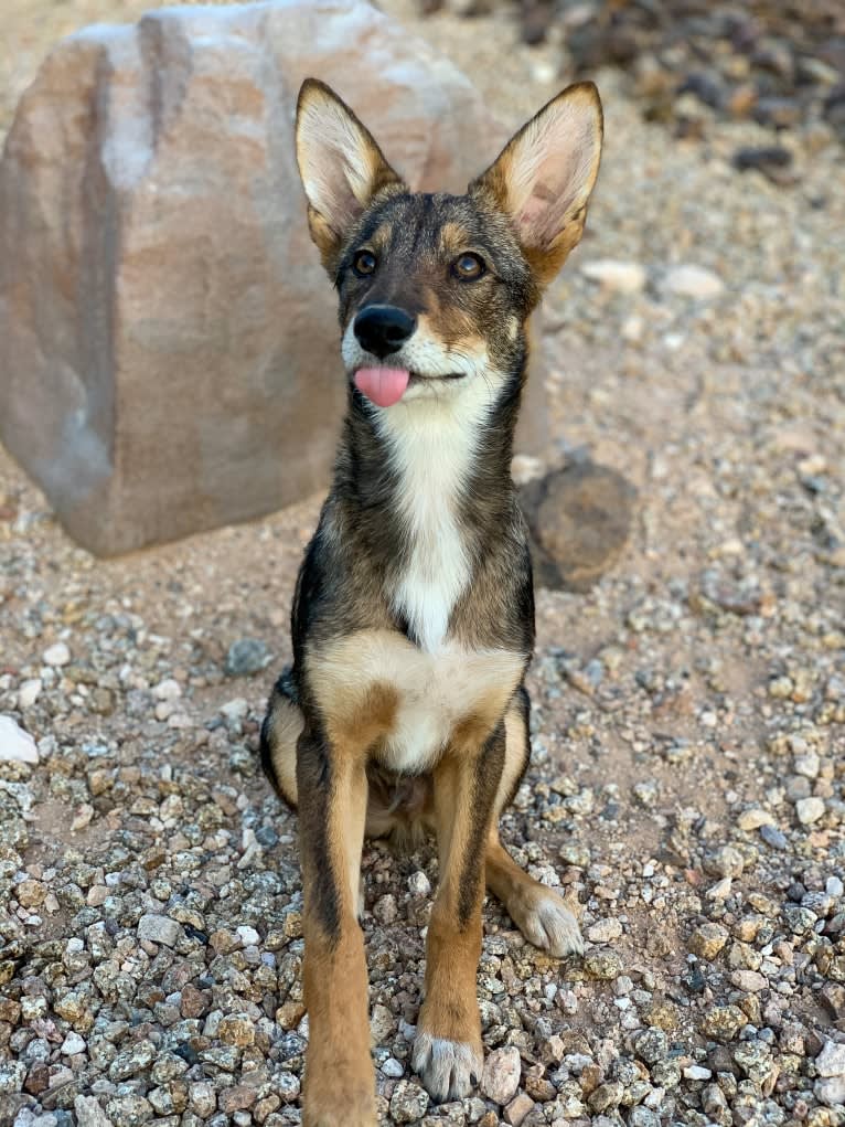 Cilantro, a Border Collie and Coyote mix tested with EmbarkVet.com