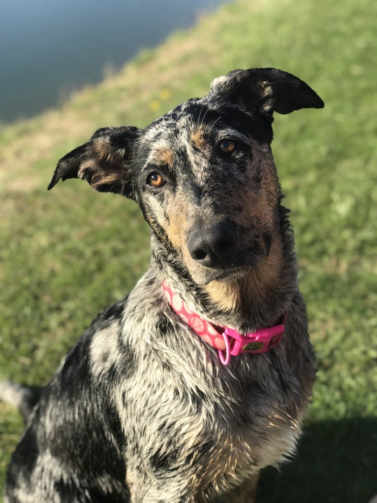 Louisiana Mae, a Catahoula Leopard Dog and German Shepherd Dog mix tested with EmbarkVet.com