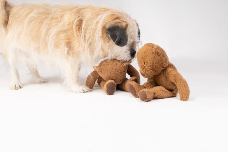Winston, a Pugapoo tested with EmbarkVet.com